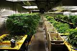 Photos of Marijuana Grow Facility