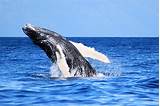 When Is Whale Watching In Maui