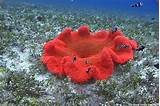 Images of Carpet Anemone