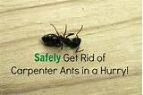 Kill Black Carpenter Ants Images