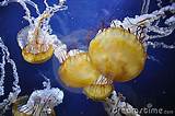 Chinese Jellyfish Dishes Photos