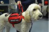 How Can I Have My Dog Be A Service Dog Pictures
