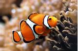 Pictures of Fish Orange