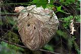 Picture Of Wasp Nest Photos