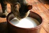 Can Cats Drink Milk Photos