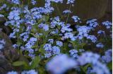 Photos of Little Blue Flowers
