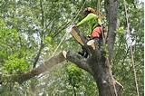 Tree Disease Service