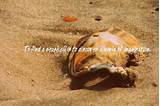 Images of Seashell Quotes