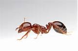 Red Fire Ants Images