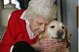 Photos of Service Dogs For Dementia Patients