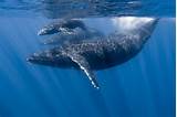 Photos of When Is Whale Watching In Maui