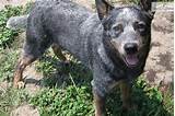 Pictures of Blue Heeler Service Dog