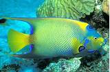 Pictures of Caribbean Marine Fish