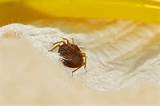 Images of The Treatment For Bed Bugs