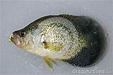 Ice Fishing For Crappie Images