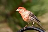 Images of Kansas House Finch