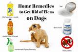 Photos of How To Get Rid Of Bed Bugs Dogs