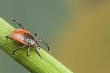 Pictures of Medical Ticks