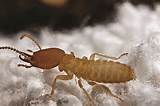 Pictures of Termite Identification California