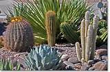 Images of Arizona Landscape Plants