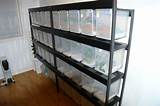 Pictures of Gecko Breeding Rack