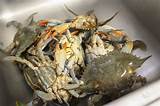 Pictures of Blue Crab Market