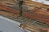 Is Termite Damage Covered Under Homeowners Insurance Images