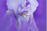 Iris Flower Scent Images