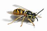Wasp Removal Knutsford Images