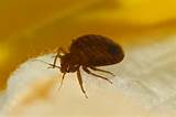 Images of Pest Control To Get Rid Of Bed Bugs