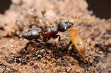 Pictures of Termite Extermination Companies