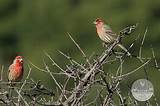 Images Of House Finch Pictures