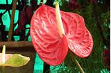 Anthurium Flower Pictures Images