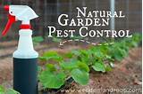 Pictures of Natural Garden Pest Control