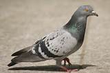 Pigeon Pest Removal Images