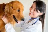 Veterinary Master Degree