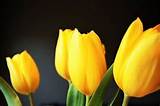 Photos of Tulip Flower Food
