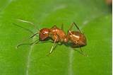 Pictures of Red Carpenter Ants