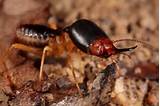 Photos of Soldier Termite Pictures