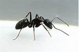 Pictures of Indoor Carpenter Ant Control