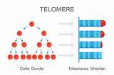 Photos of Telomere Therapy Aging