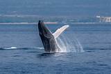 Whale Watching On Maui Hawaii Images
