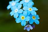 Forget Me Knot Flowers Photos