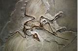 Images of Oldest Dinosaur Fossil In Australia