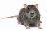 Rat Pictures Images