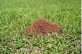 Natural Way To Kill Fire Ants Mound Images