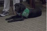 Pictures of Colorado Service Dog Laws