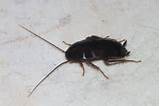 Cockroach Look Like
