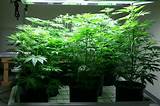 What You Need To Grow Marijuana Indoors