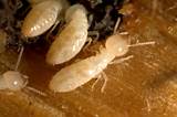 Termite Control Video Images